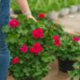 Geranium – Calliope Medium Crimson Flame – 10″ Patio Pot
